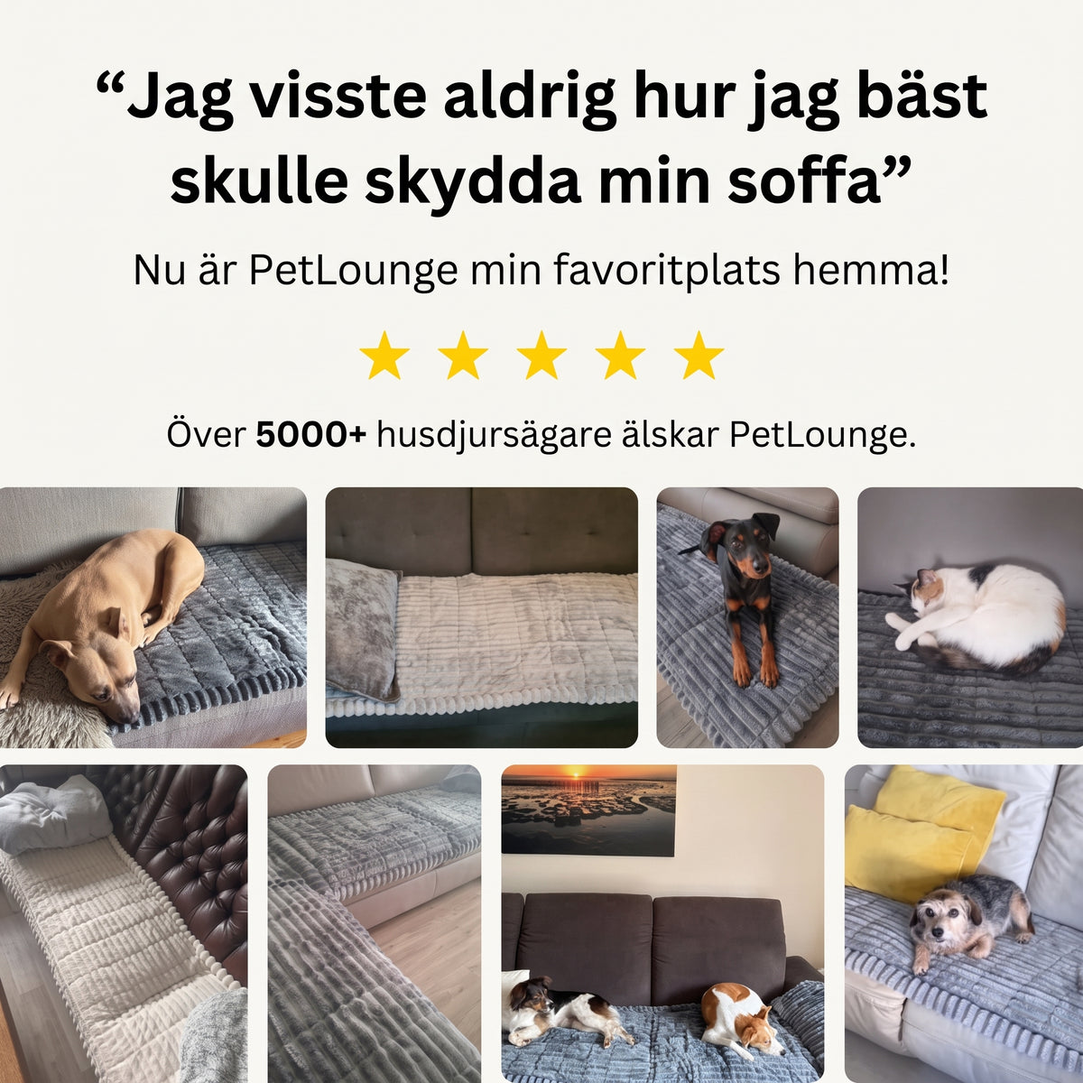 PetLounge™