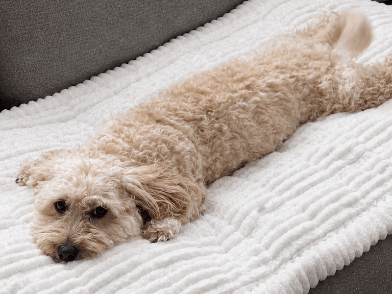 PetLounge™